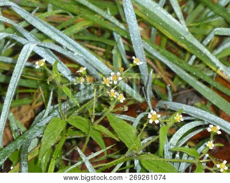 Quickweed Flower With White Blossom In The Meadow