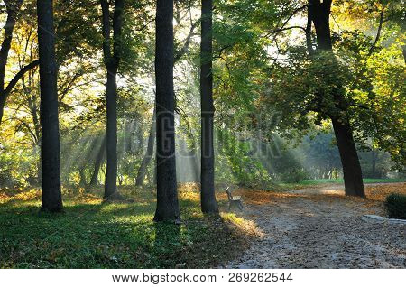 Morning In The Autumn September Park. Park 