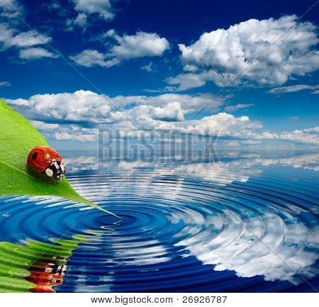 Lady beetle lehtiä