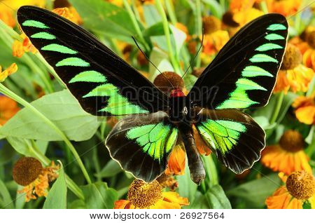 brookiana trogonoptera ในหญ้า