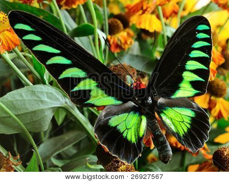 brookiana trogonoptera ในหญ้า