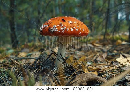 Mushrooms In The Forest. Autumn Fly Mortem.red Hat