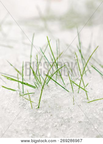 Green Grass Under Spring Snow. Frozen Grass. Winter Nature Background.
