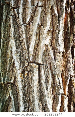 Tree Bark Texture. Tree Bark Texture Full Frame In Nature. Texture Shot Of Brown Tree Bark, Filling 