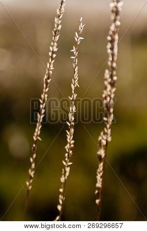 Three String Texas Wildgrass In Golden Backlight
