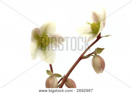 Marfil Tenten Rose, Eléboro