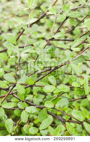 Close Up Leaves Of Terminalia Ivorensis Leaf In Nature Garden