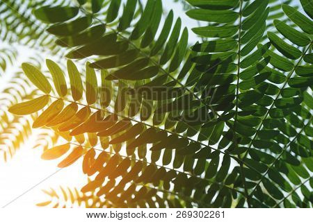 Leucaena Glauca Leaf And Sunlight In Nature Garden