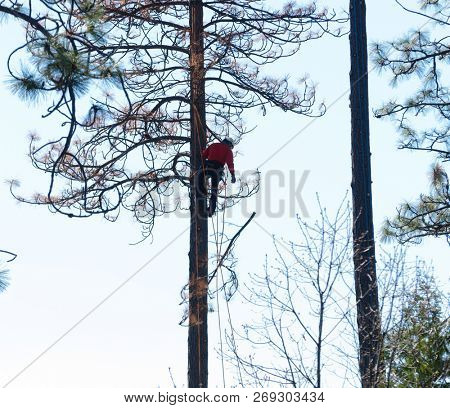 West Point, CA-March 15, 2016: Lumberjacks removing dead beetle killed trees sothey do not fall on power lines in Californai