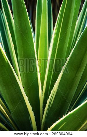 Succulent Century Plant Close-up, Thorn And Detail On Leaves Of Caribbean Agave