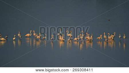 Group Of Flamingos Are Resting At Lake In Winter Evening
