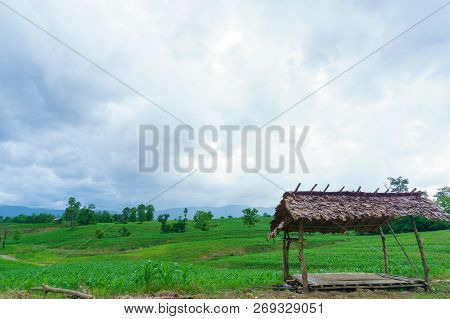 Corn In The Rainy Season.agriculture In The Rainy Season And Corn In The Farm.