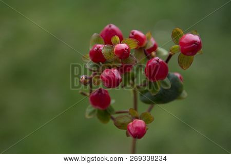 Red Sweet Amber Flower Berries, Hypericum Androsaemum.