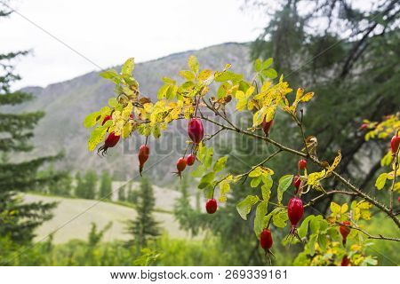 Close-up Of The Ripe Fruit Of Wild Rose. August. Altai Mountains, Siberia, Russia.