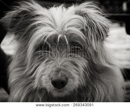 Portrait Of A Dog. Beautiful Dog Portrait. Close Up Pf A Dog. Dog Animal. Stray Dog Portrait. Beauti