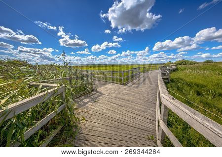 Wooden Boardwalk In A Reed Marshland Nature Reserve In Sweden