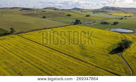 Windmills Over Canola Fields Aerial Photo