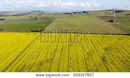 Windmills Over Canola Fields Aerial Photo