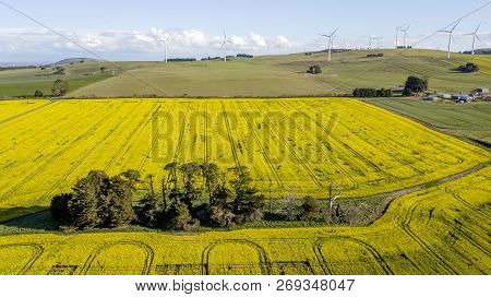 Windmills Over Canola Fields Aerial Photo