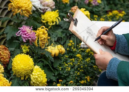 Chengdu, Sichuan Province, China - Nov 3, 2018 : Woman Drawing Chrysanthemum Flower During Chengdu A