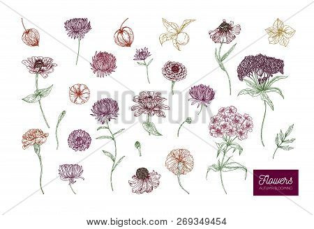 Autumn Vector Blooming Flowers On White Background In Lines. Colored Natural Vector Illustration Han