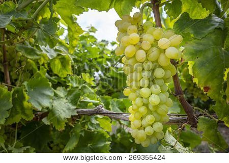 Fresh Grapes Field Vineyard. Buca / Izmir / Turkey