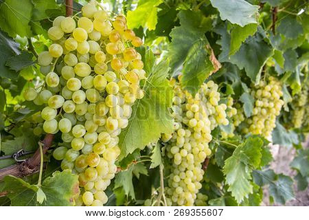 Fresh Grapes Field Vineyard. Buca / Izmir / Turkey