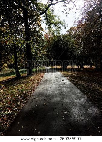Wet Road Through A Park With Sun Shinig Through