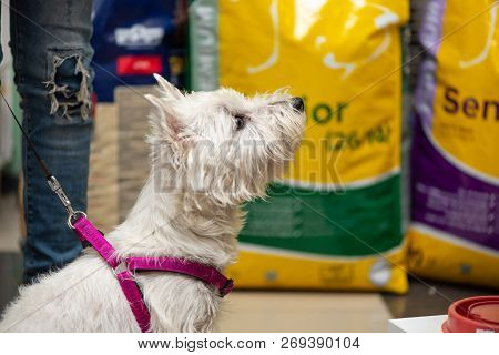 Drohobych, Ukraine - November 17, 2018: Est Highland White Terrier Looking At The Goods For Pets, In