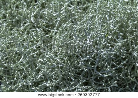 Full Frame Green Succulent Plant Stipes Closeup In Sunny Ambiance