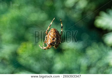 European Garden Arachnoid Spider In The Web