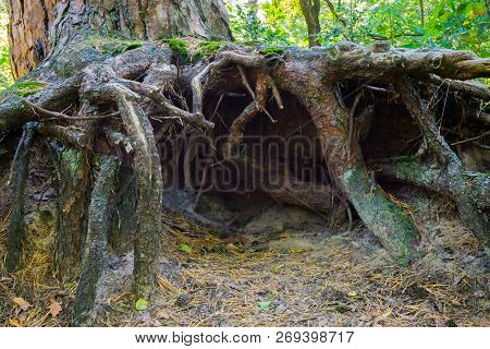 Underground Tunnel Of Big Bare Roots Under A Tree In The Forest