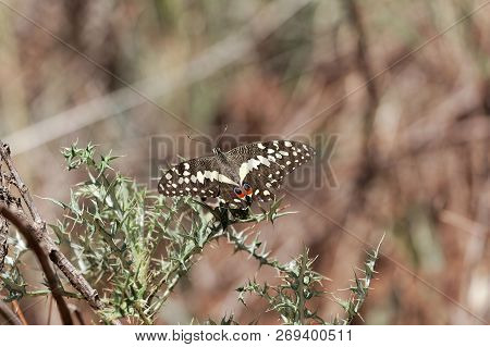 Citrus Shallowtail Butterfly (papilio Demodocus)