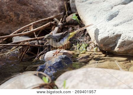 Grey Wagtail (motacilla Cinerea)