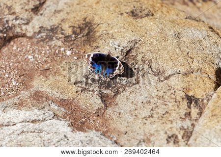 Blue Pansy Butterfly (junonia Orithya)