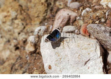 Blue Pansy Butterfly (junonia Orithya)