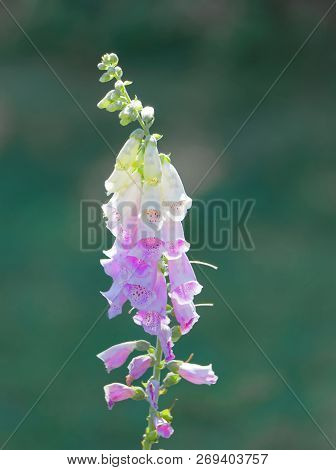 Closeup Of The Toxic Common Foxglove Flower (latin: Digitalis Purpurea), Green Unsharp Background