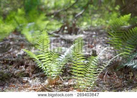 Green Ferns Plant In The Forest, Unsharp Background