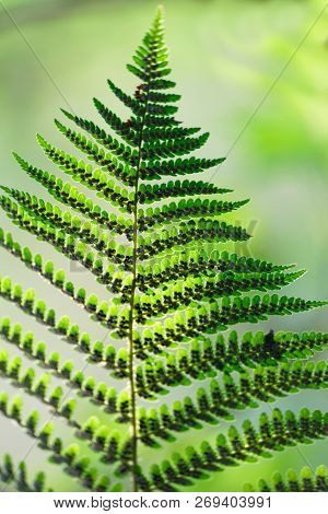 Closeup Of A Backlit Green Fern Plant
