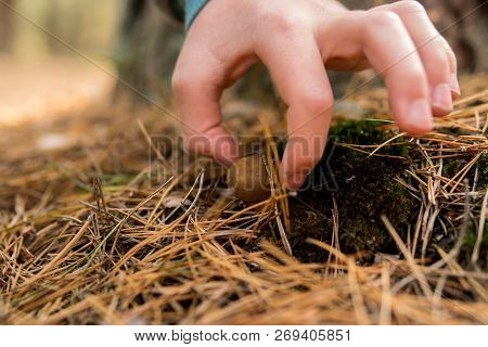 Detail Of Hand Picking Up A Xerocomus Mushroom Growing In The Ground With Moss And Needles