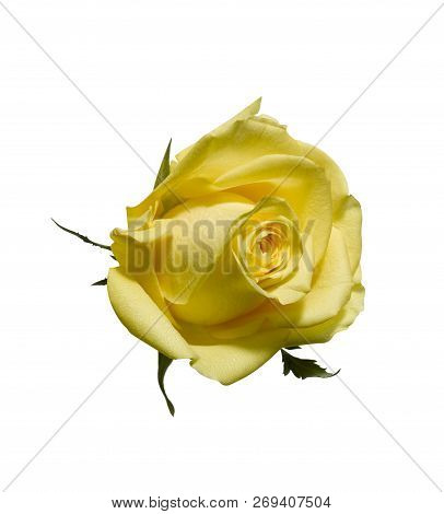 Yellow Rose On White Background With Clipping Path