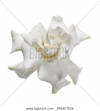 White  Jasmine Flower Floating On White Background With Clipping Path