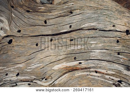 Spil Tree. Rings Near A Tree. Texture For Design Or Background.