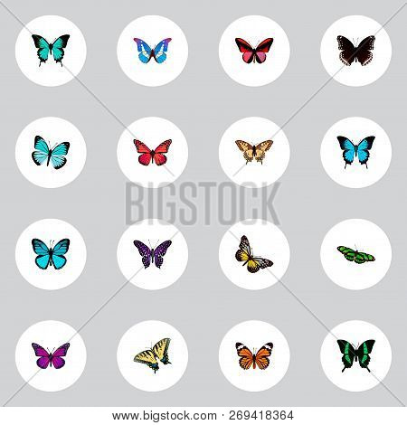 Set Of Butterfly Realistic Symbols With Striped Purple Crow, Checkerspot, Butterfly And Other Icons 