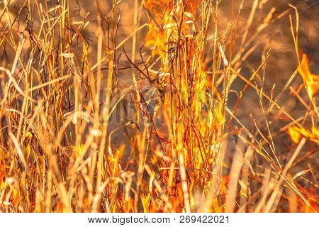 Fire Background. California And Pacific Coast In Fire. Details Of A Forest In An Area Of Trees And B