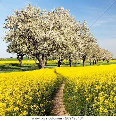 Rapeseed, Canola Or Colza Field With Parhway And Alley Of Flowering Cherry Trees - Brassica Napus - 