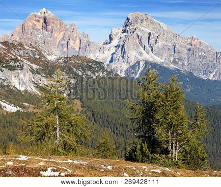 Larch Wood And Tofano, Tofana Or Le Tofane Gruppe, Alps Dolomities Mountains, Italy