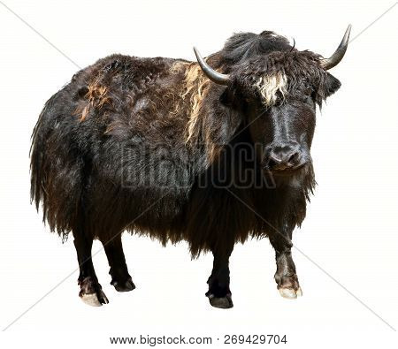 Black Yak (bos Grunniens Or Bos Mutus) Isolated On The White Background. Yak Is Farm Animal In Tibet