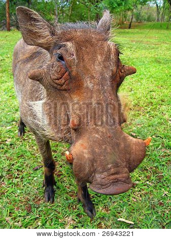 จิ๊กซอว์