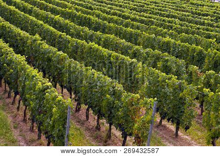 Rows Of Vines On The Side Of A Mountain. Hungary Around The Village: Nagyharsany, Villany And Siklos